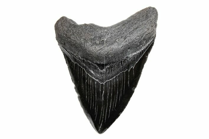 Fossil Megalodon Tooth - South Carolina #201621
